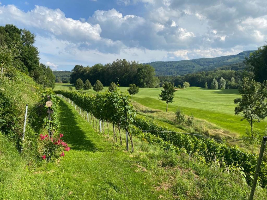 golf-regau-weinberg