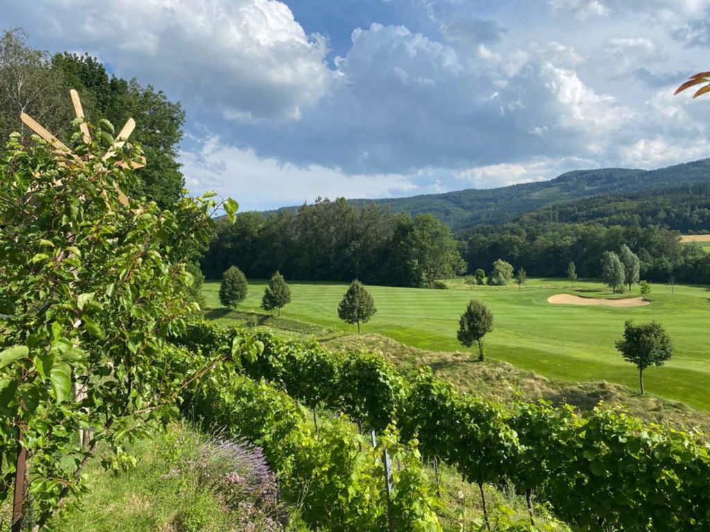 golf-regau-weinberg-2